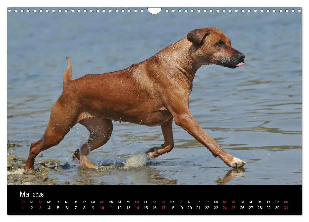 Bild: 9783516161403 | Rhodesian Ridgeback 2026 (Wandkalender 2026 DIN A3 quer), CALVENDO...