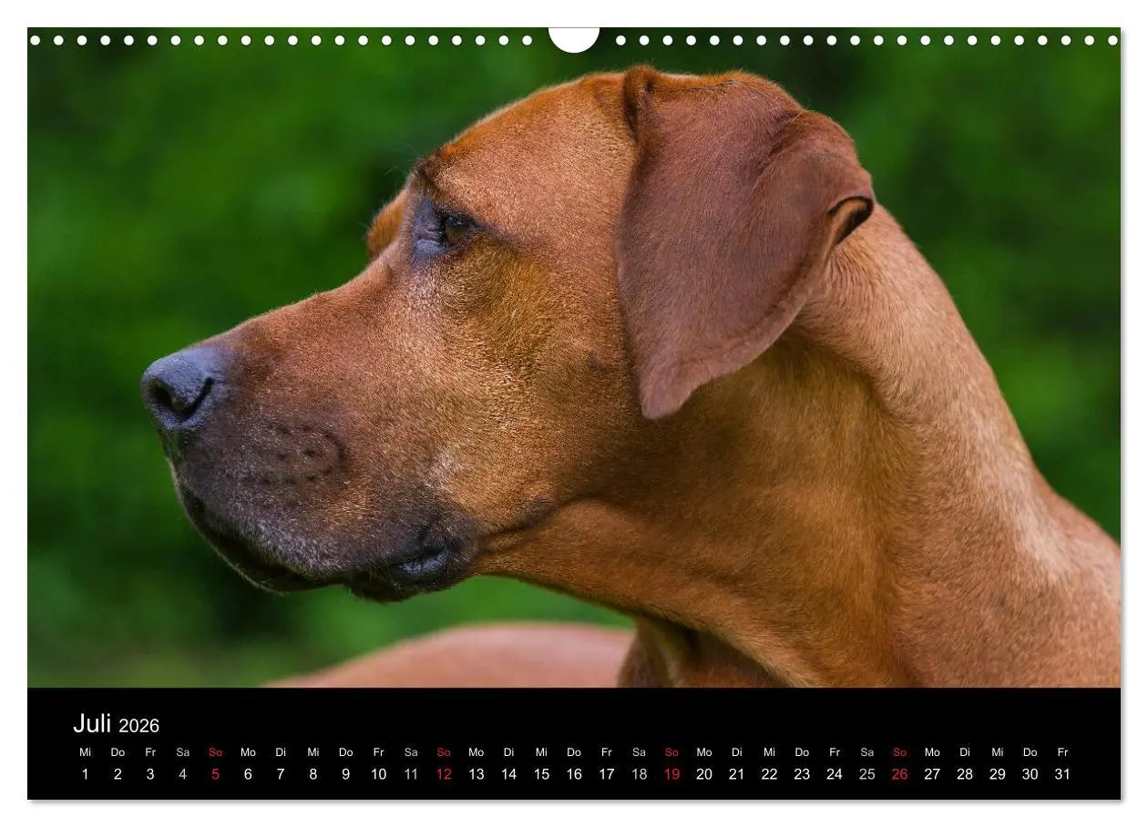 Bild: 9783516161403 | Rhodesian Ridgeback 2026 (Wandkalender 2026 DIN A3 quer), CALVENDO...