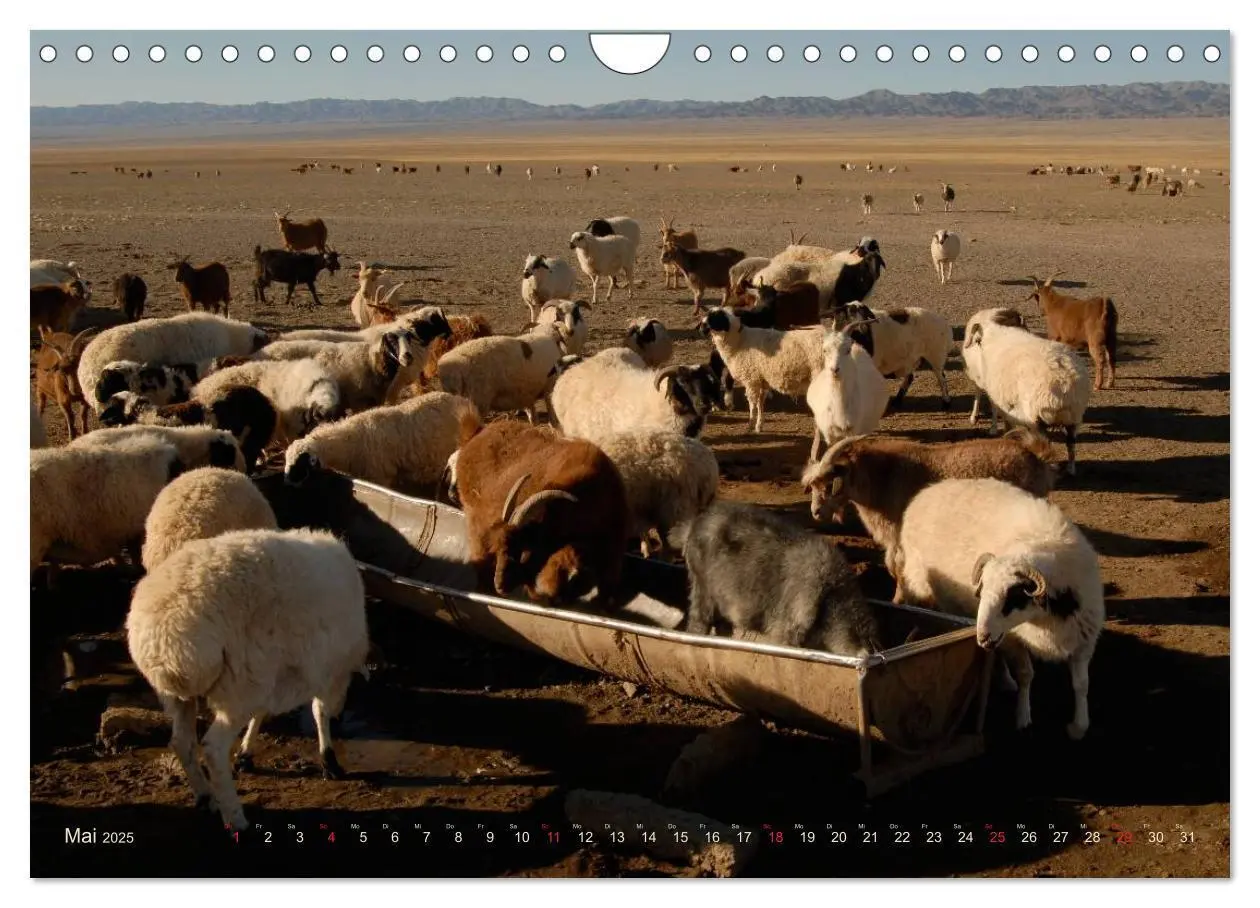 Bild: 9783435661503 | Wüste Gobi (Wandkalender 2025 DIN A4 quer), CALVENDO Monatskalender