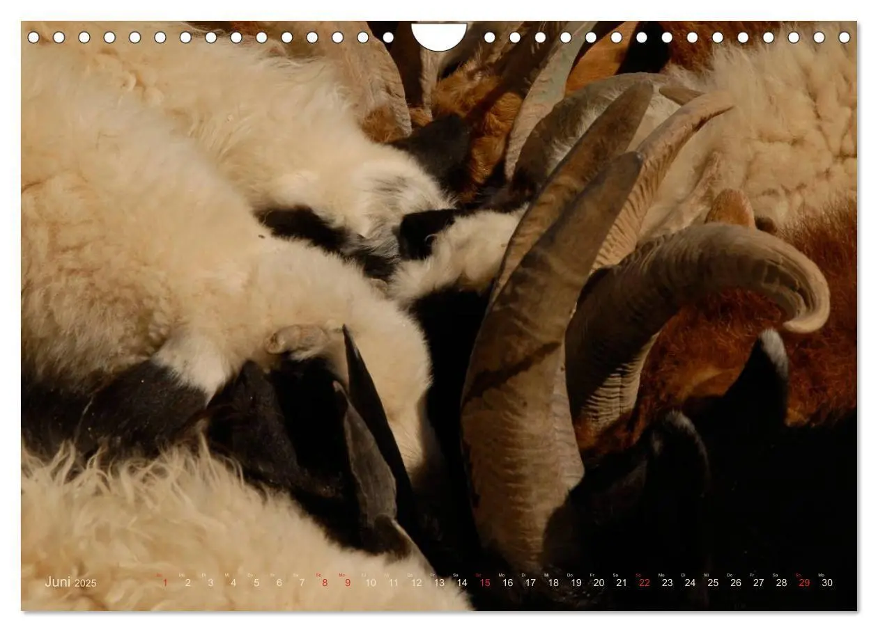 Bild: 9783435661503 | Wüste Gobi (Wandkalender 2025 DIN A4 quer), CALVENDO Monatskalender