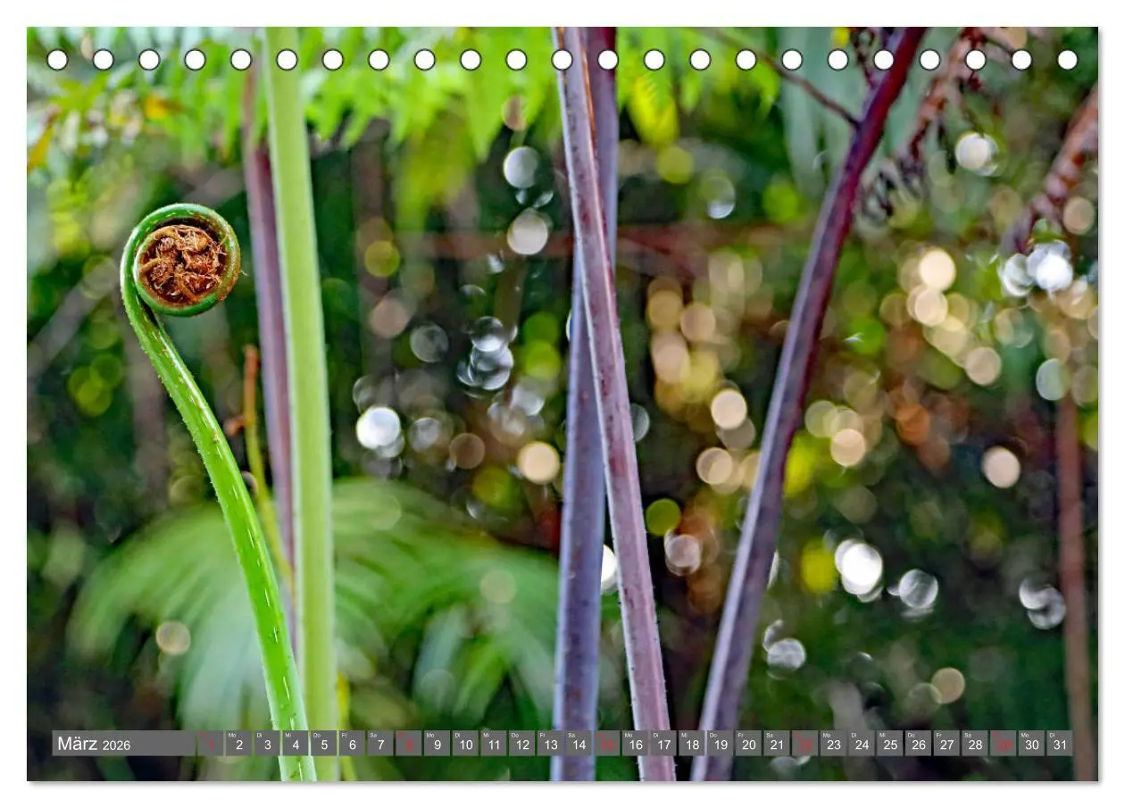 Bild: 9783457741603 | Im Regenwald von Borneo (Tischkalender 2026 DIN A5 quer), CALVENDO...