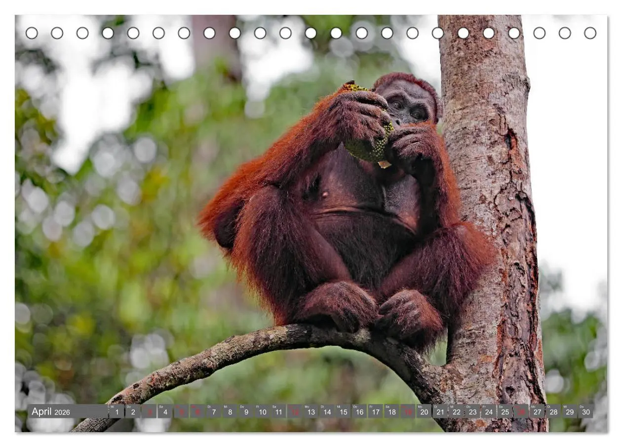 Bild: 9783457741603 | Im Regenwald von Borneo (Tischkalender 2026 DIN A5 quer), CALVENDO...