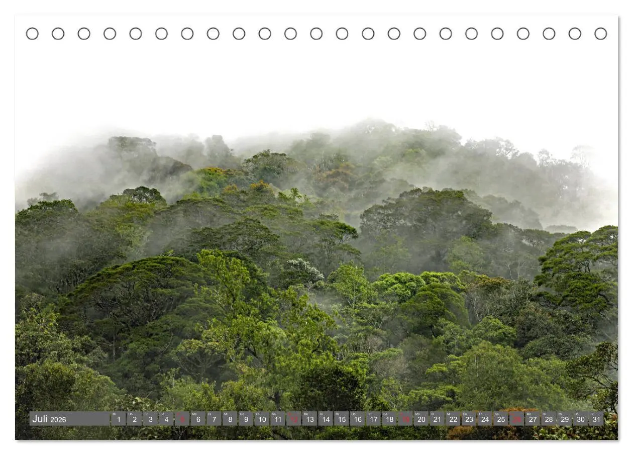Bild: 9783457741603 | Im Regenwald von Borneo (Tischkalender 2026 DIN A5 quer), CALVENDO...