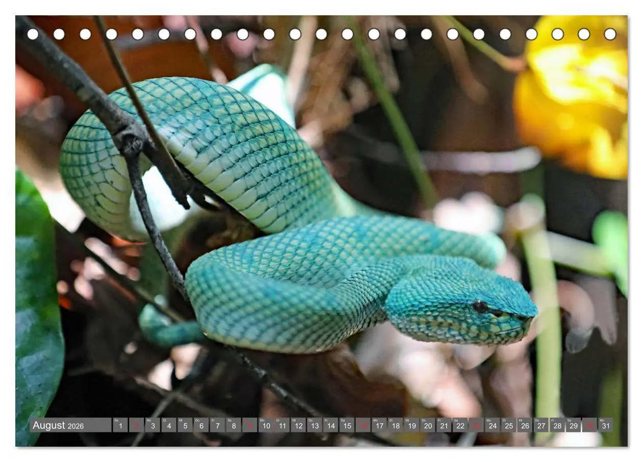 Bild: 9783457741603 | Im Regenwald von Borneo (Tischkalender 2026 DIN A5 quer), CALVENDO...