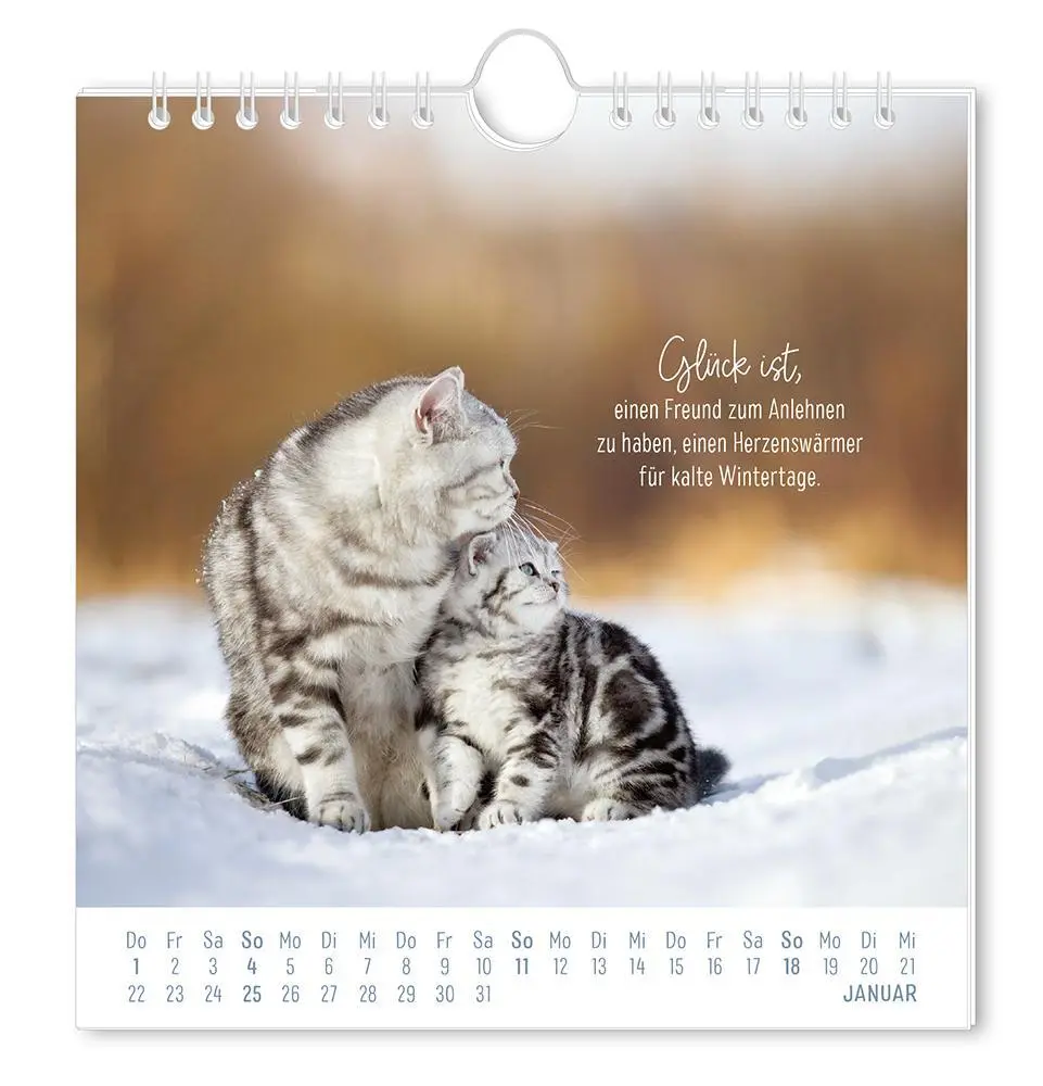 Bild: 9783986362003 | Postkartenkalender 2026 Auf leisen Pfoten | Postkartenkalender | 12 S.