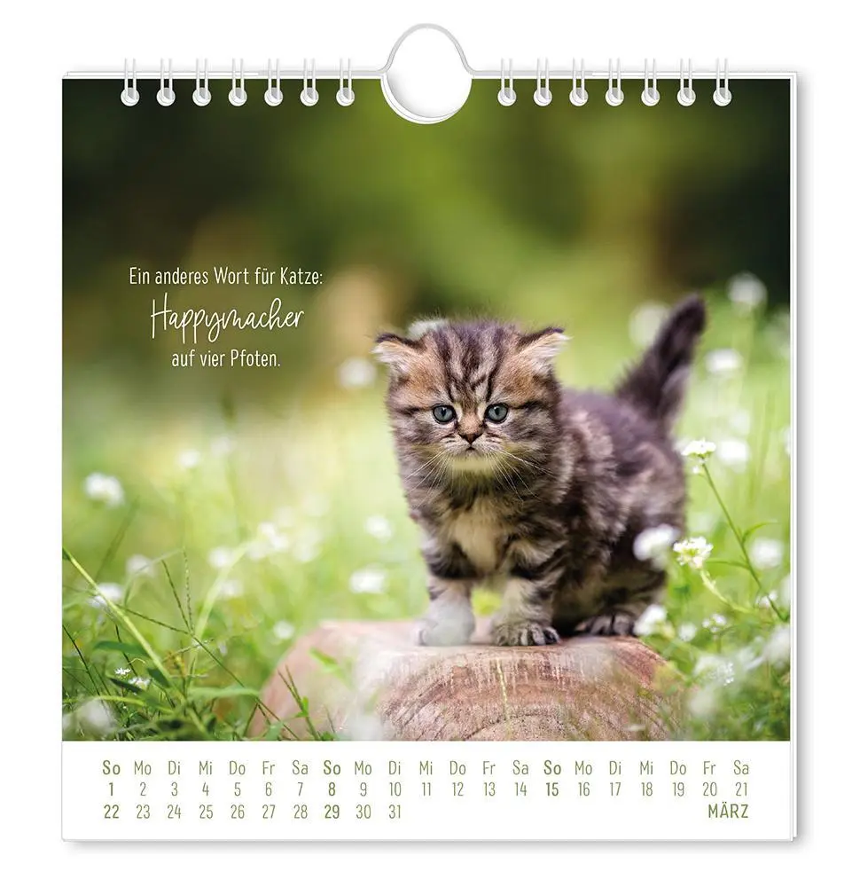 Bild: 9783986362003 | Postkartenkalender 2026 Auf leisen Pfoten | Postkartenkalender | 12 S.