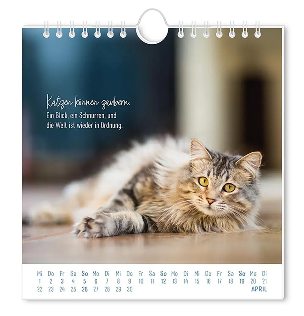 Bild: 9783986362003 | Postkartenkalender 2026 Auf leisen Pfoten | Postkartenkalender | 12 S.