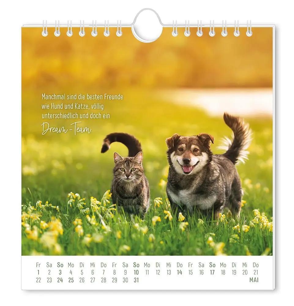 Bild: 9783986362003 | Postkartenkalender 2026 Auf leisen Pfoten | Postkartenkalender | 12 S.