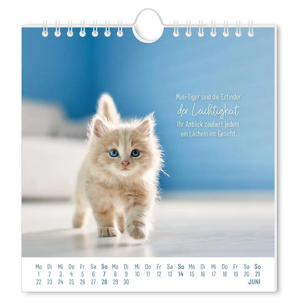 Bild: 9783986362003 | Postkartenkalender 2026 Auf leisen Pfoten | Postkartenkalender | 12 S.