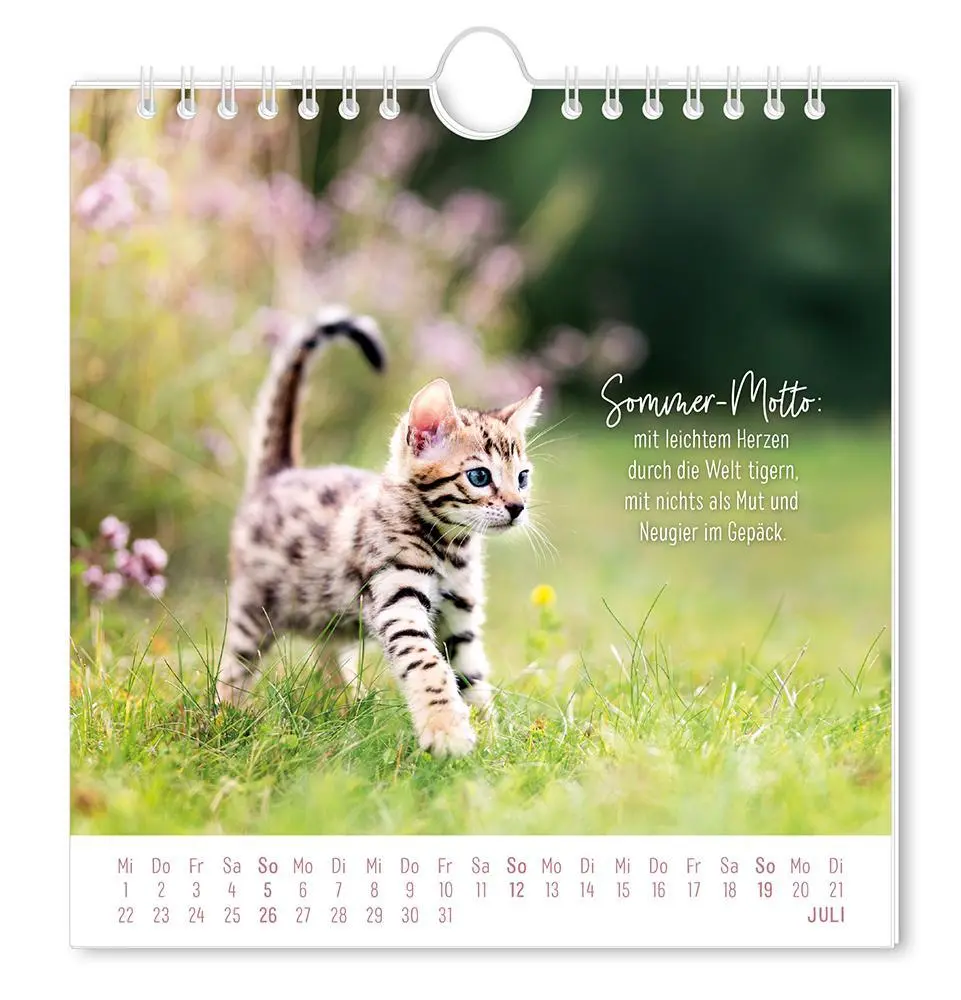 Bild: 9783986362003 | Postkartenkalender 2026 Auf leisen Pfoten | Postkartenkalender | 12 S.