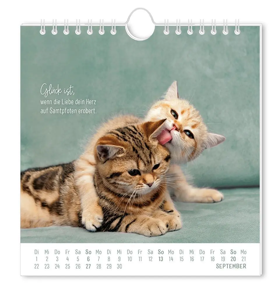 Bild: 9783986362003 | Postkartenkalender 2026 Auf leisen Pfoten | Postkartenkalender | 12 S.