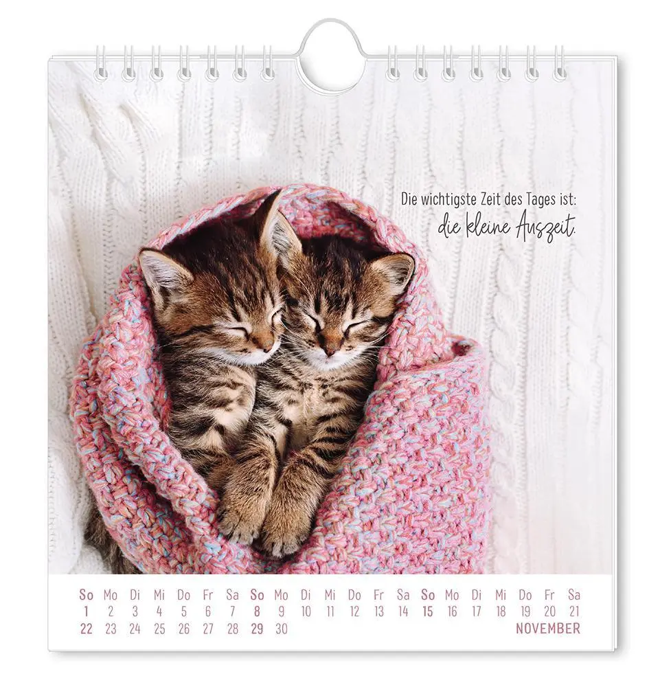 Bild: 9783986362003 | Postkartenkalender 2026 Auf leisen Pfoten | Postkartenkalender | 12 S.