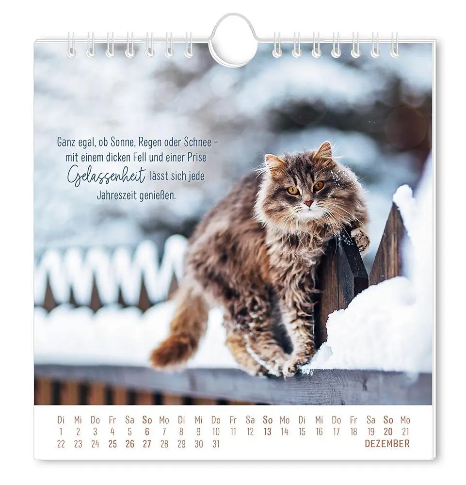 Bild: 9783986362003 | Postkartenkalender 2026 Auf leisen Pfoten | Postkartenkalender | 12 S.