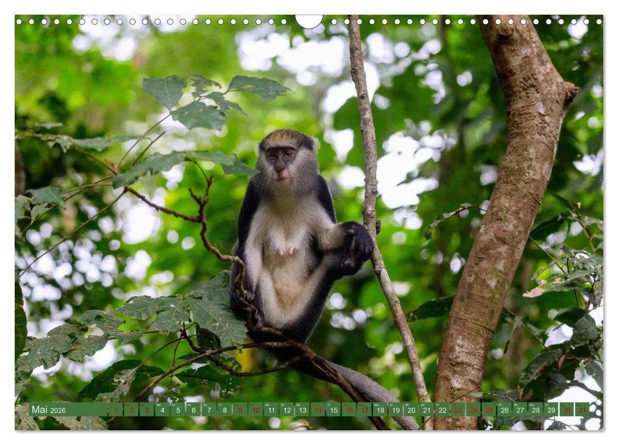 Bild: 9783457522103 | Ghana - Faszination Westafrika (Wandkalender 2026 DIN A3 quer),...