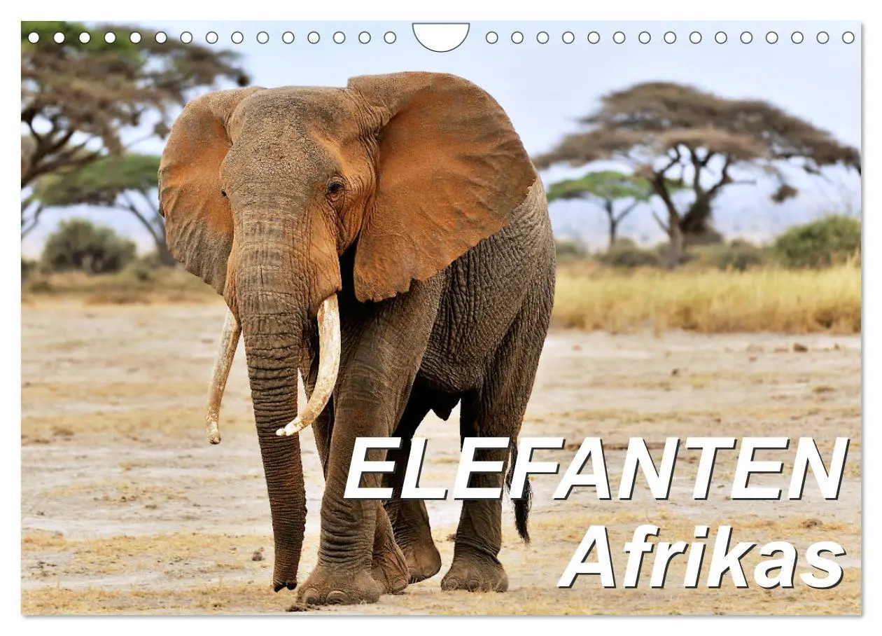Cover: 9783457902103 | Elefanten Afrikas (Wandkalender 2026 DIN A4 quer), CALVENDO...