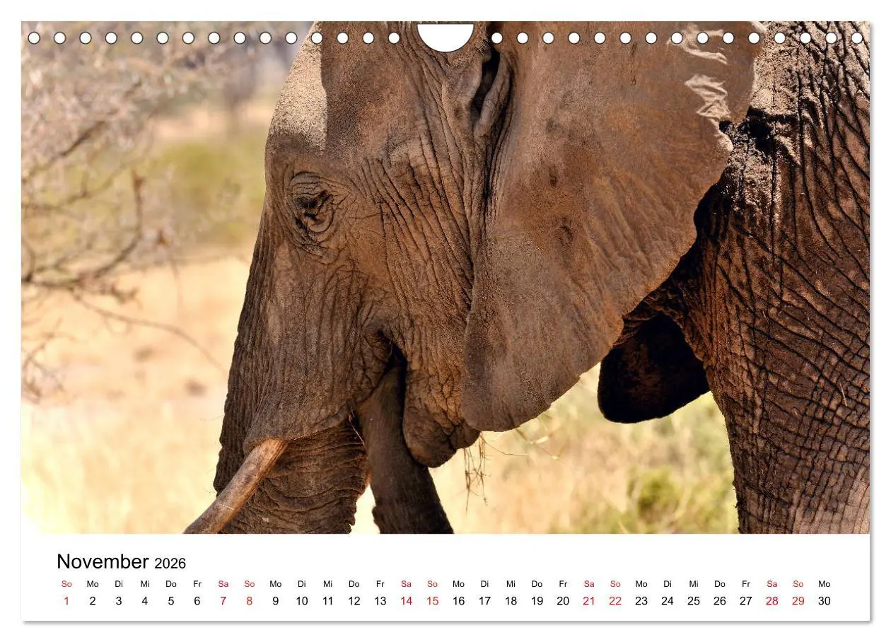 Bild: 9783457902103 | Elefanten Afrikas (Wandkalender 2026 DIN A4 quer), CALVENDO...