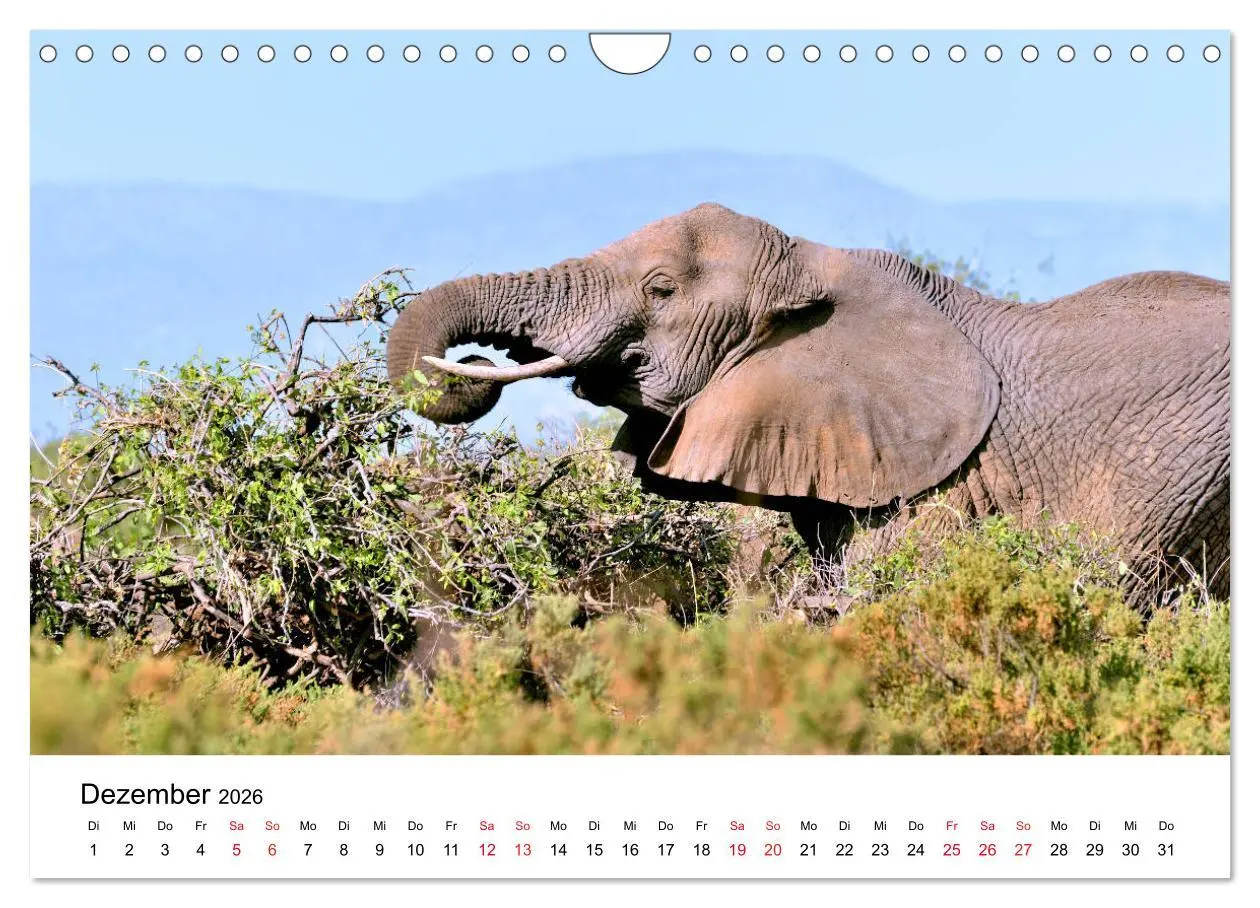 Bild: 9783457902103 | Elefanten Afrikas (Wandkalender 2026 DIN A4 quer), CALVENDO...