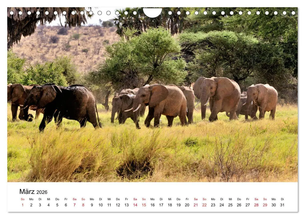Bild: 9783457902103 | Elefanten Afrikas (Wandkalender 2026 DIN A4 quer), CALVENDO...