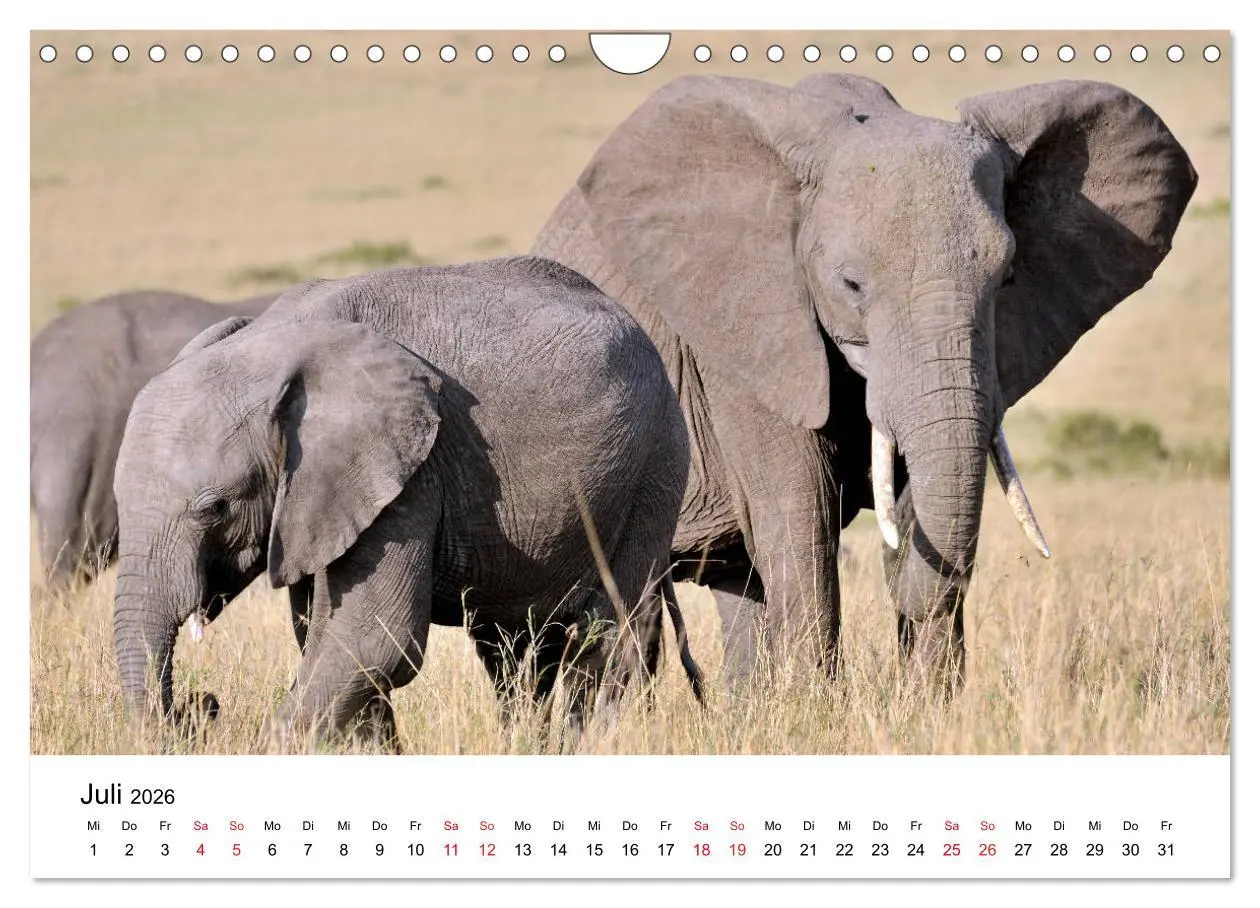 Bild: 9783457902103 | Elefanten Afrikas (Wandkalender 2026 DIN A4 quer), CALVENDO...