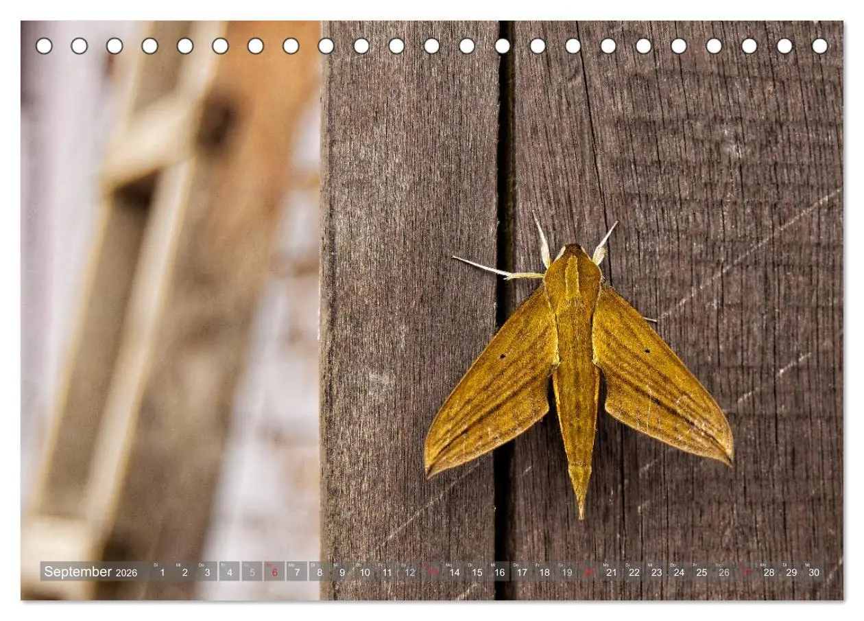 Bild: 9783516162103 | Kolumbien (Tischkalender 2026 DIN A5 quer), CALVENDO Monatskalender