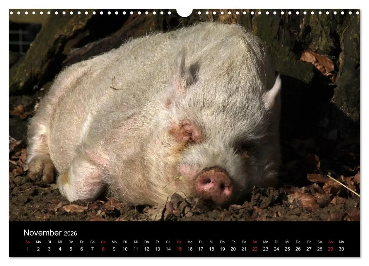 Bild: 9783516232103 | Schweinereien (Wandkalender 2026 DIN A3 quer), CALVENDO Monatskalender