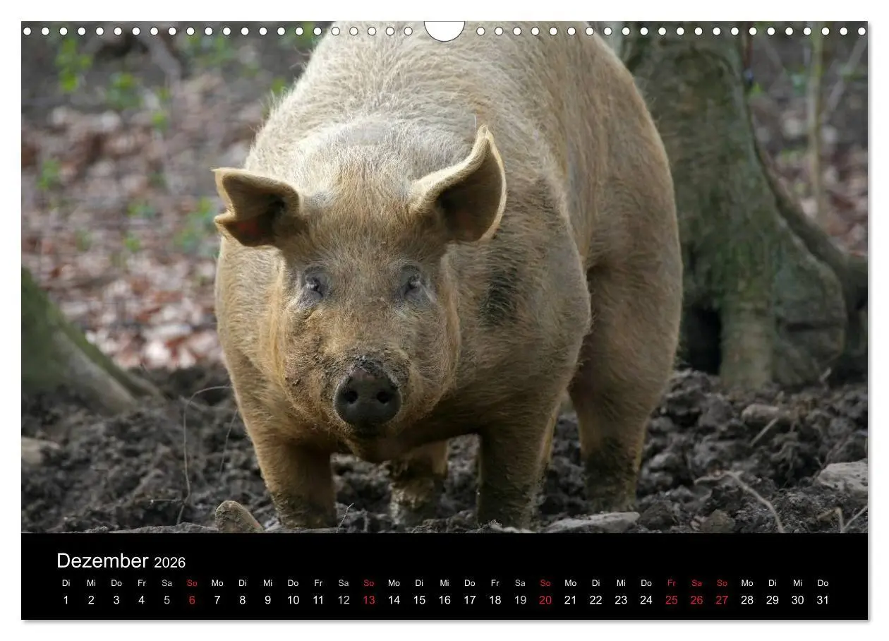 Bild: 9783516232103 | Schweinereien (Wandkalender 2026 DIN A3 quer), CALVENDO Monatskalender