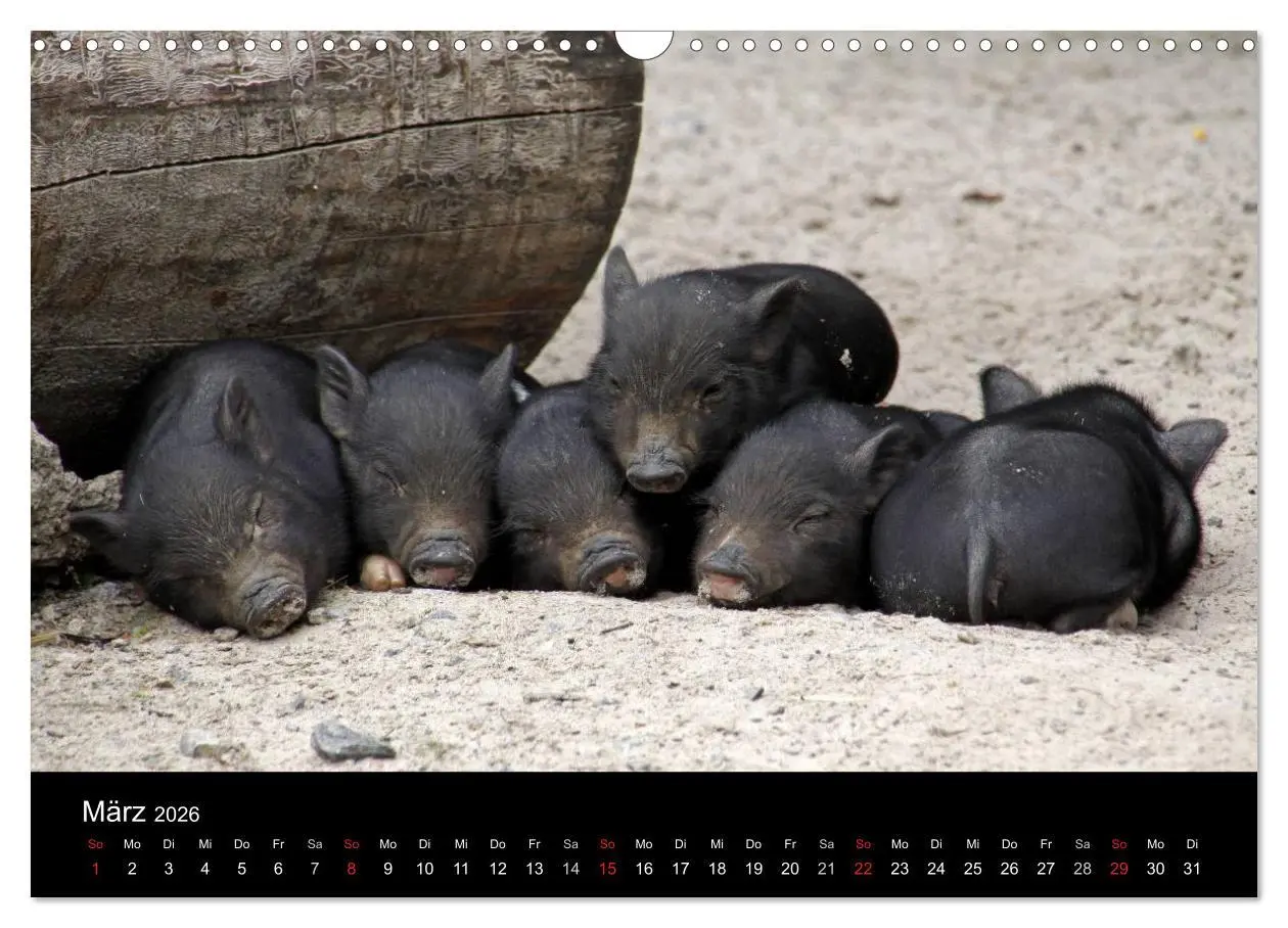 Bild: 9783516232103 | Schweinereien (Wandkalender 2026 DIN A3 quer), CALVENDO Monatskalender