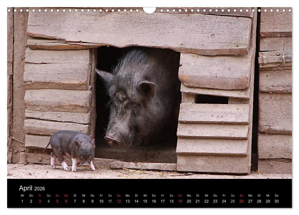 Bild: 9783516232103 | Schweinereien (Wandkalender 2026 DIN A3 quer), CALVENDO Monatskalender