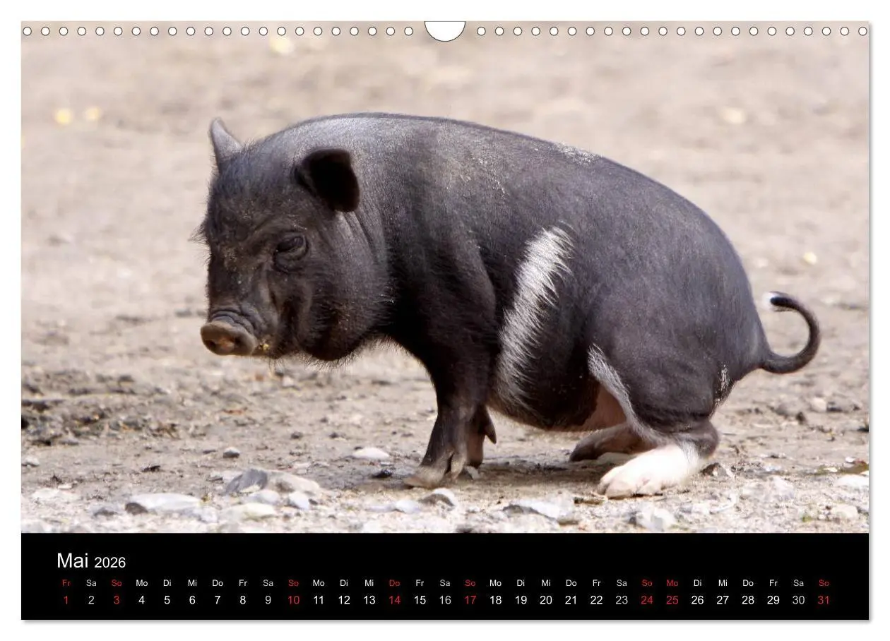 Bild: 9783516232103 | Schweinereien (Wandkalender 2026 DIN A3 quer), CALVENDO Monatskalender