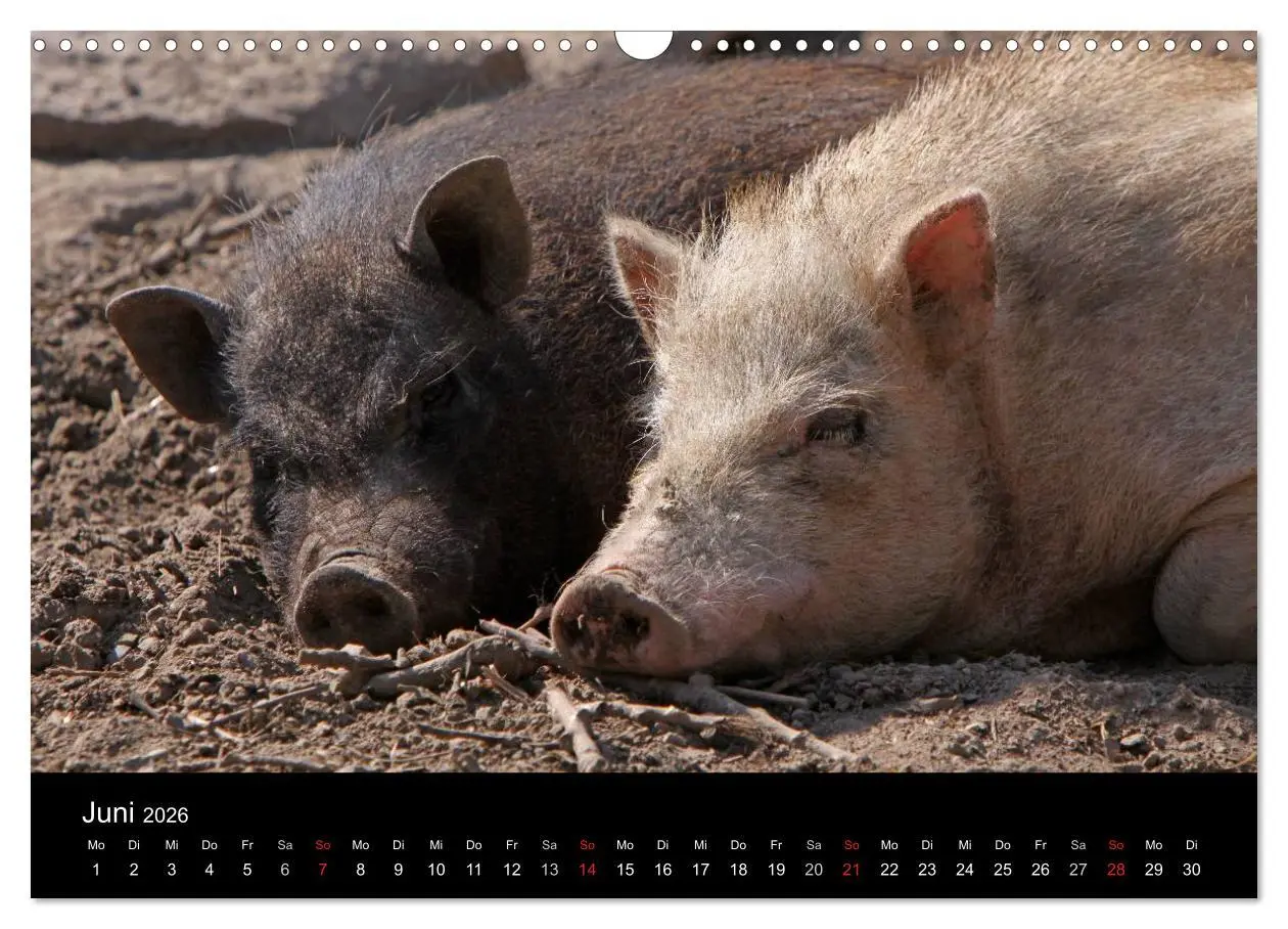Bild: 9783516232103 | Schweinereien (Wandkalender 2026 DIN A3 quer), CALVENDO Monatskalender