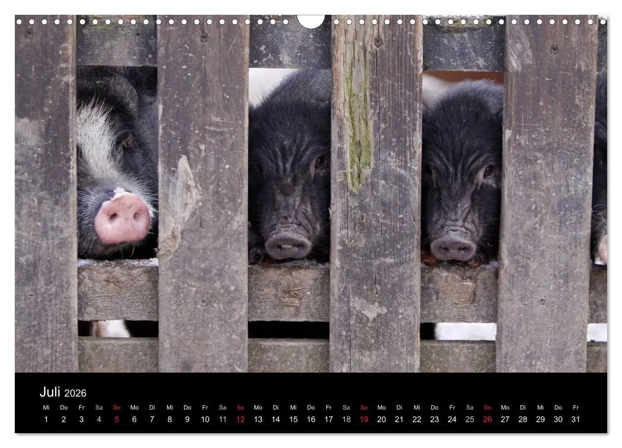 Bild: 9783516232103 | Schweinereien (Wandkalender 2026 DIN A3 quer), CALVENDO Monatskalender