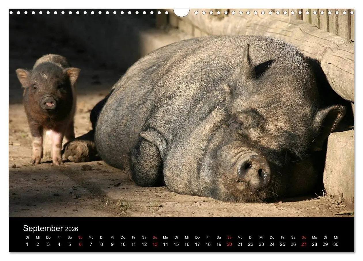 Bild: 9783516232103 | Schweinereien (Wandkalender 2026 DIN A3 quer), CALVENDO Monatskalender