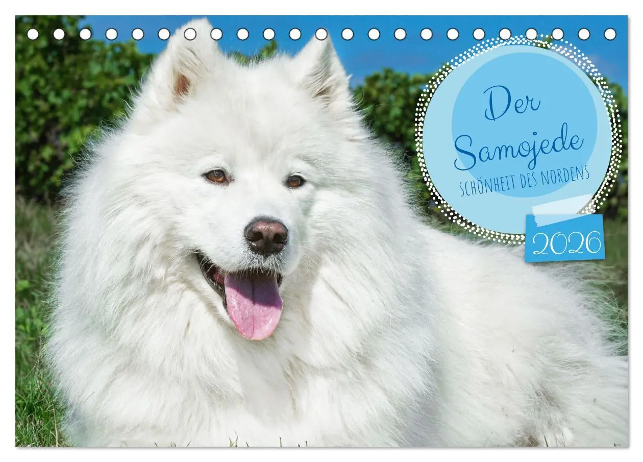 Cover: 9783457372203 | Der Samojede - Schönheit des Nordens (Tischkalender 2026 DIN A5...