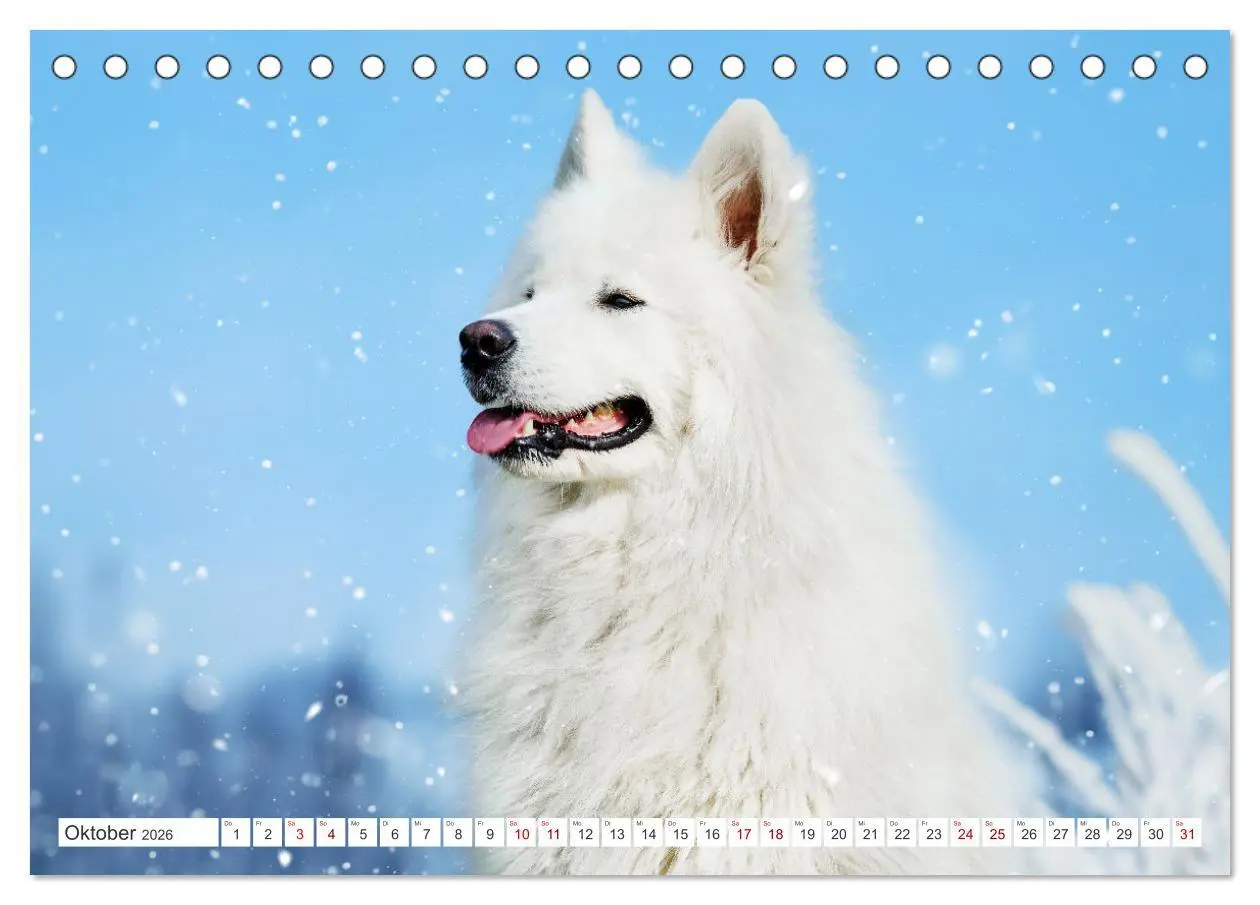 Bild: 9783457372203 | Der Samojede - Schönheit des Nordens (Tischkalender 2026 DIN A5...