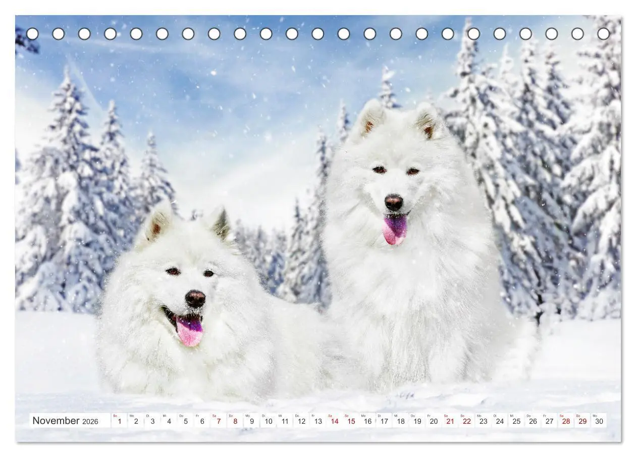 Bild: 9783457372203 | Der Samojede - Schönheit des Nordens (Tischkalender 2026 DIN A5...