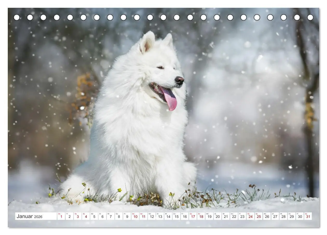 Bild: 9783457372203 | Der Samojede - Schönheit des Nordens (Tischkalender 2026 DIN A5...