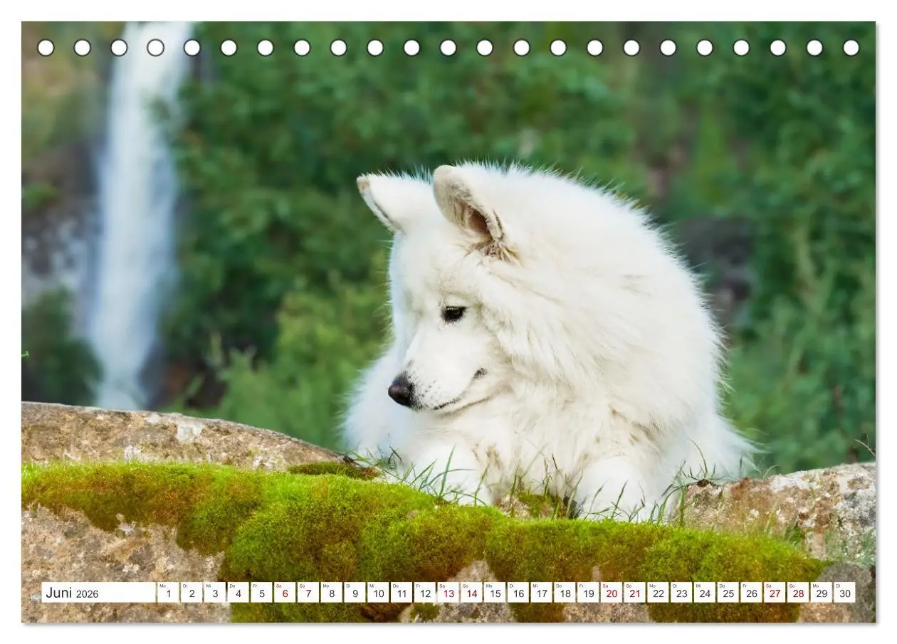 Bild: 9783457372203 | Der Samojede - Schönheit des Nordens (Tischkalender 2026 DIN A5...
