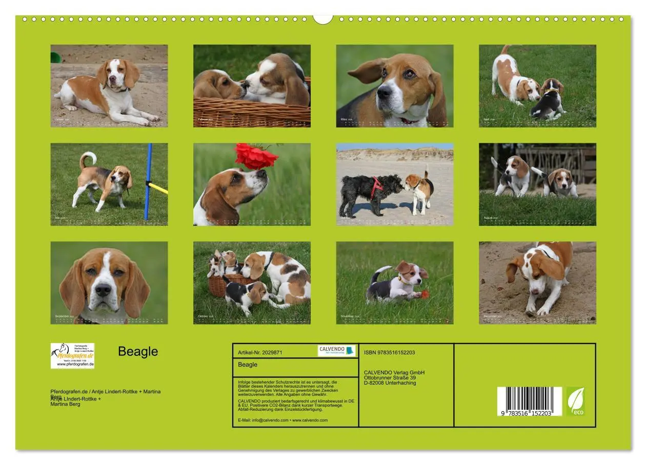 Bild: 9783516152203 | Beagle (hochwertiger Premium Wandkalender 2026 DIN A2 quer),...
