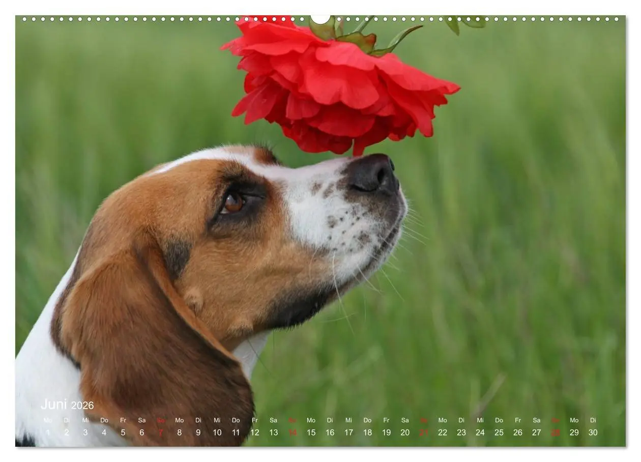 Bild: 9783516152203 | Beagle (hochwertiger Premium Wandkalender 2026 DIN A2 quer),...