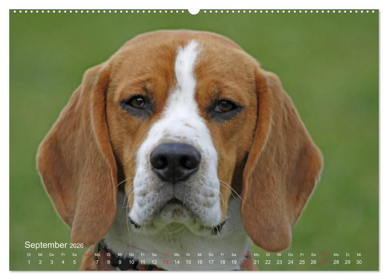 Bild: 9783516152203 | Beagle (hochwertiger Premium Wandkalender 2026 DIN A2 quer),...