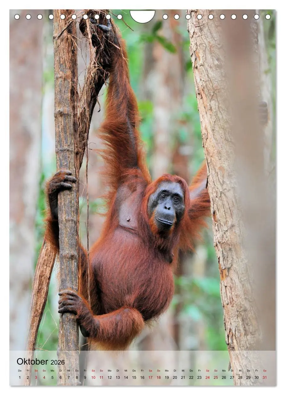 Bild: 9783516392203 | Orang Utans aus Borneo (Wandkalender 2026 DIN A4 hoch), CALVENDO...