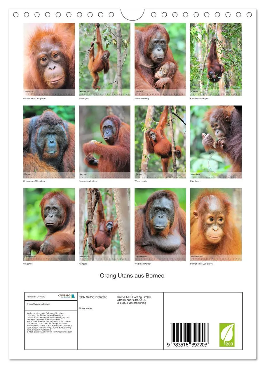 Bild: 9783516392203 | Orang Utans aus Borneo (Wandkalender 2026 DIN A4 hoch), CALVENDO...