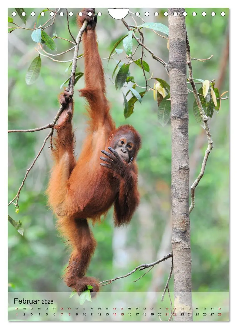 Bild: 9783516392203 | Orang Utans aus Borneo (Wandkalender 2026 DIN A4 hoch), CALVENDO...