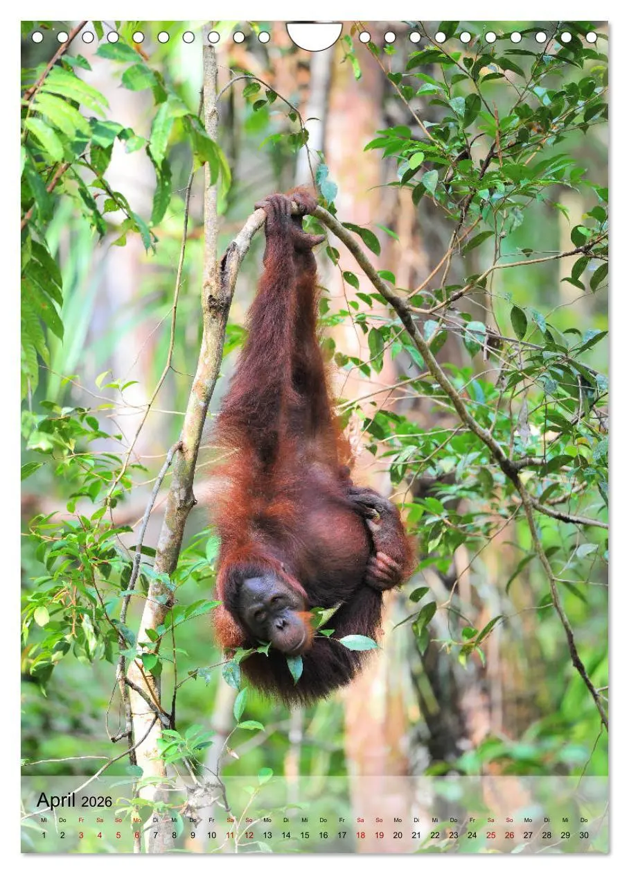 Bild: 9783516392203 | Orang Utans aus Borneo (Wandkalender 2026 DIN A4 hoch), CALVENDO...