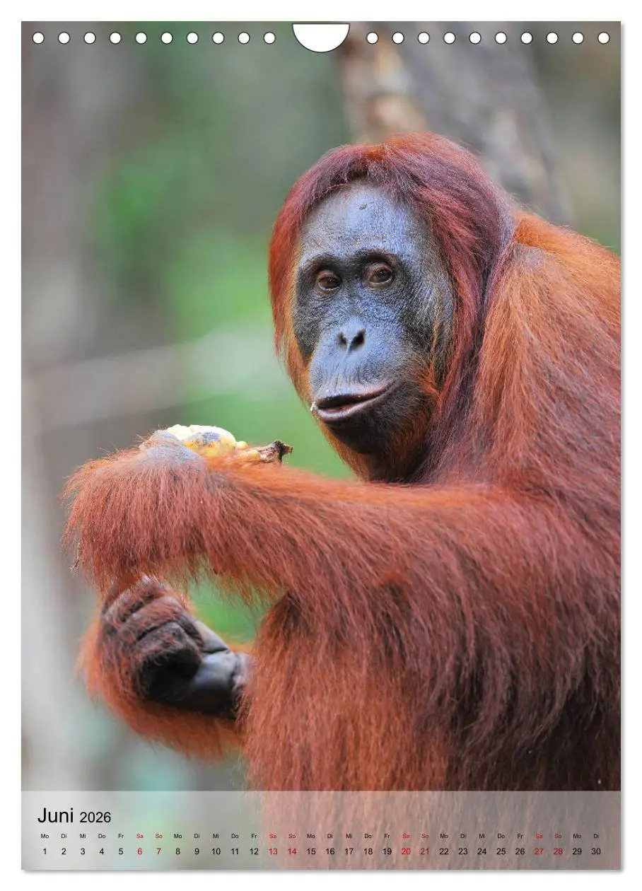 Bild: 9783516392203 | Orang Utans aus Borneo (Wandkalender 2026 DIN A4 hoch), CALVENDO...