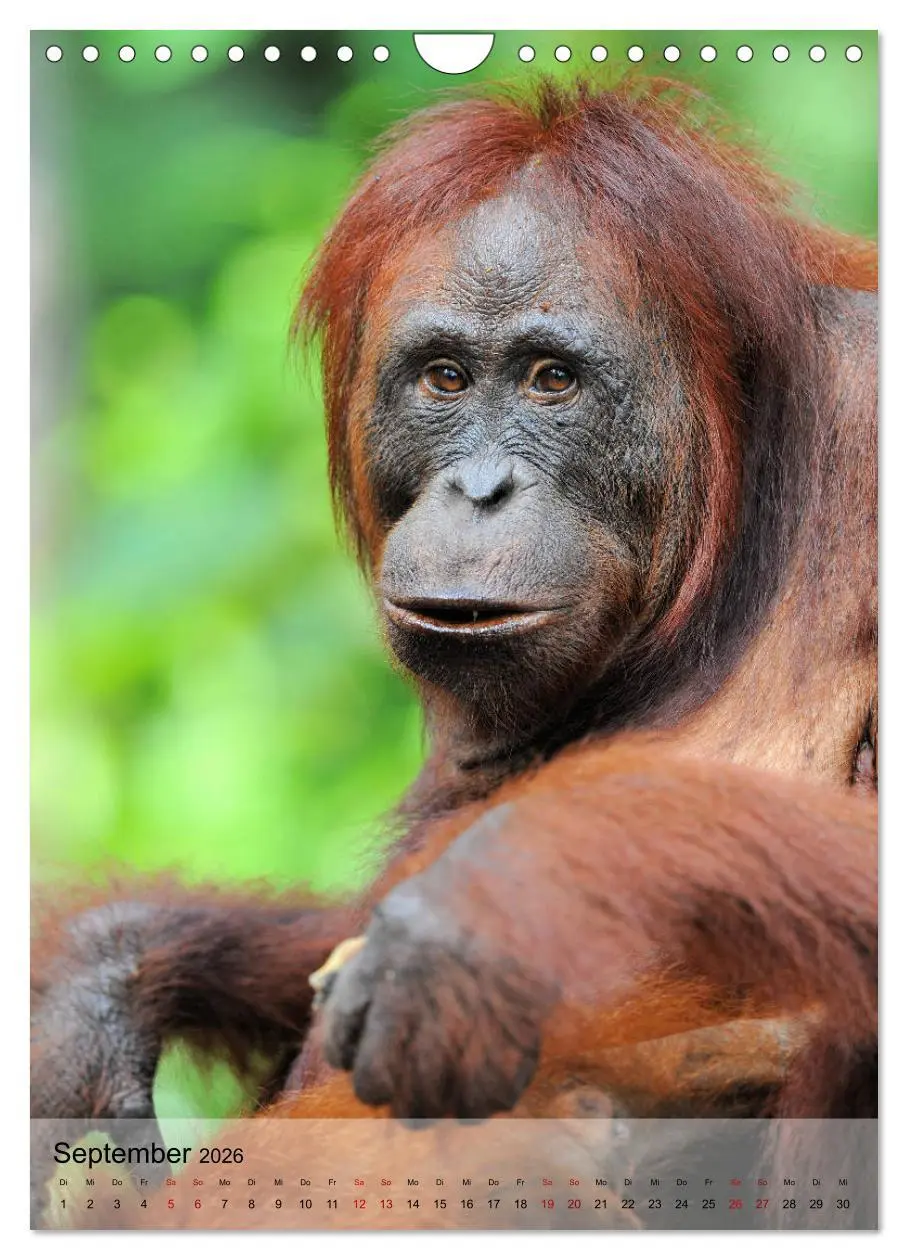 Bild: 9783516392203 | Orang Utans aus Borneo (Wandkalender 2026 DIN A4 hoch), CALVENDO...