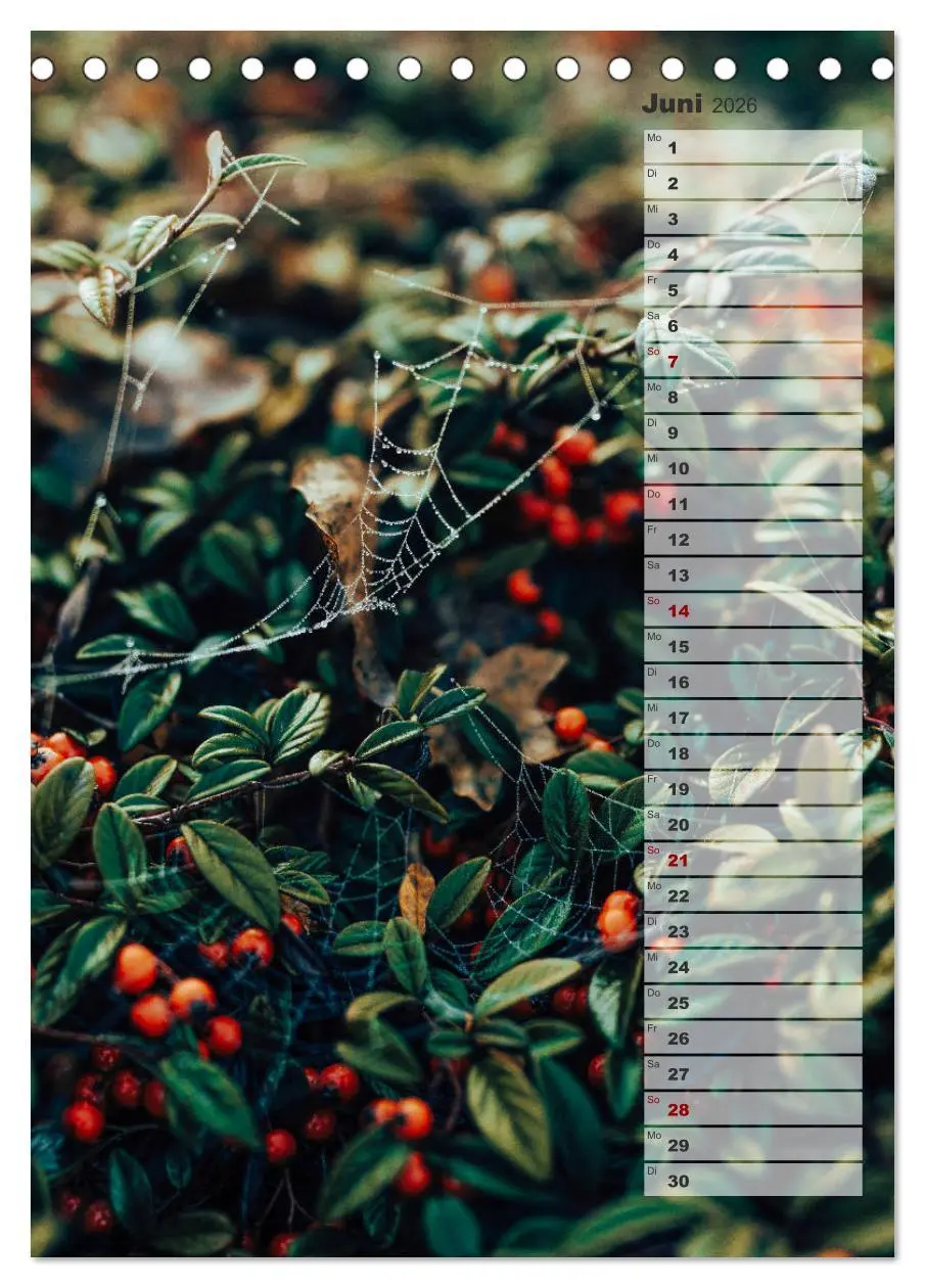 Bild: 9783516382303 | Kalender - Natur im Detail (Tischkalender 2026 DIN A5 hoch),...