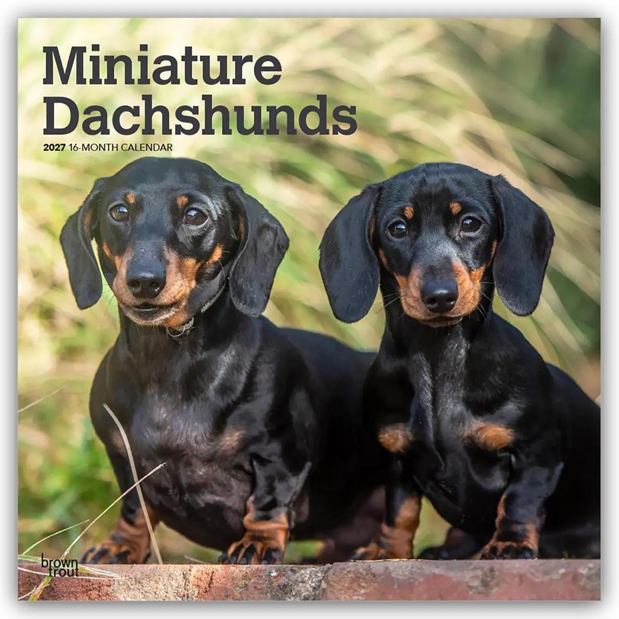 Cover: 9798330712403 | Miniature Dachshunds - Zwergdackel 2027 - 16-Monatskalender | Kalender
