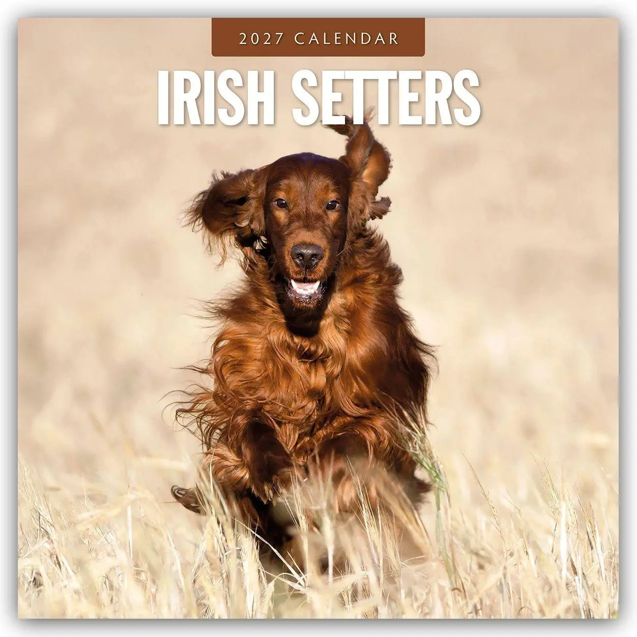 Cover: 9781837012503 | Irish Setters - Irischer Setter 2027 - 16-Monatskalender | Robin Red