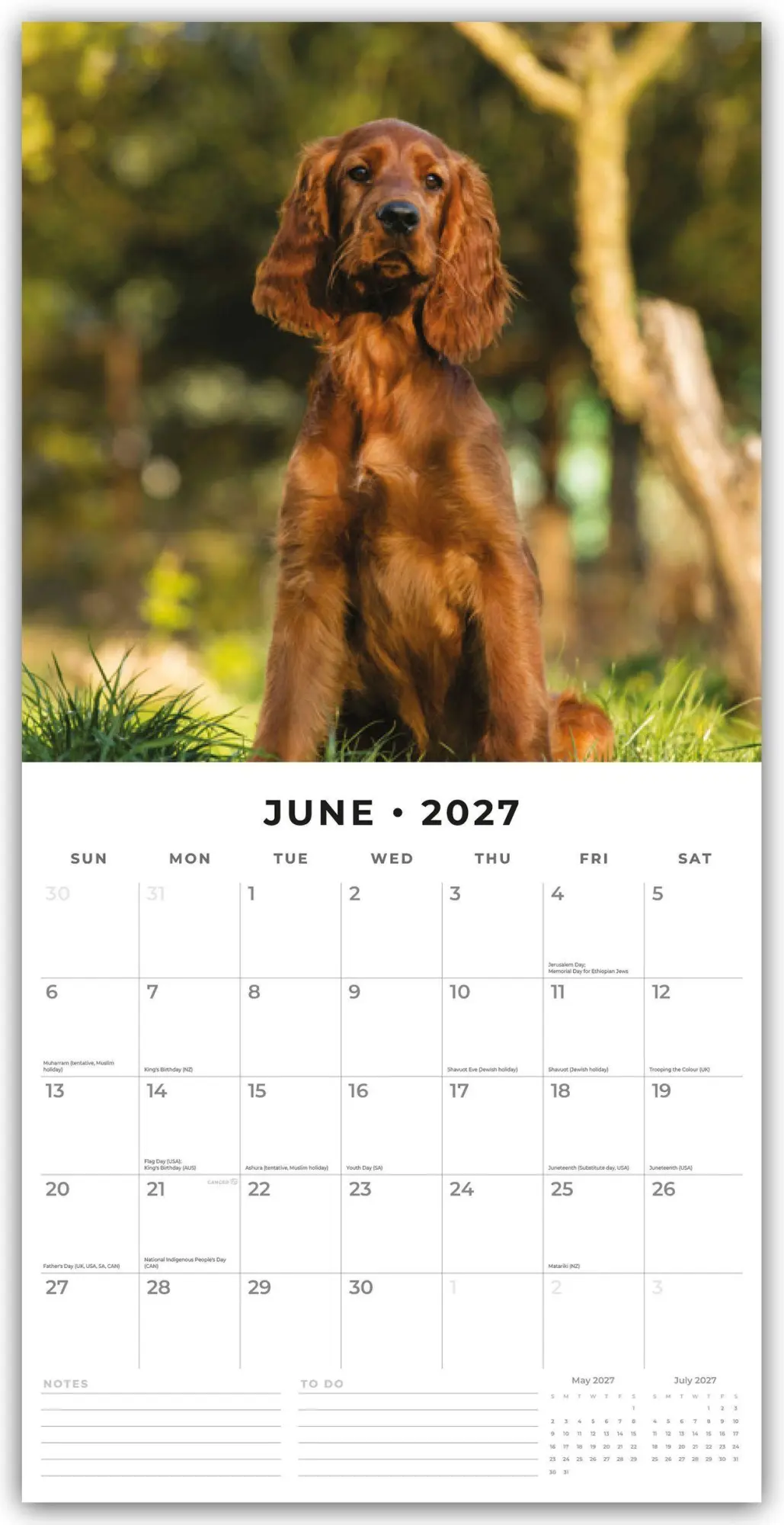 Bild: 9781837012503 | Irish Setters - Irischer Setter 2027 - 16-Monatskalender | Robin Red